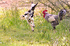 Nuestros animales