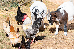 Nuestros animales