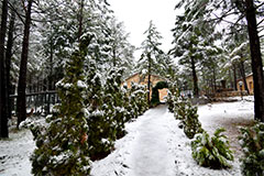 Nevada en el Ojico