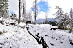 Nevada en el Ojico
