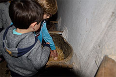 A los niños les encanta coger los huevos de nuestras gallinas