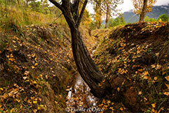 Otoño en el Ojico